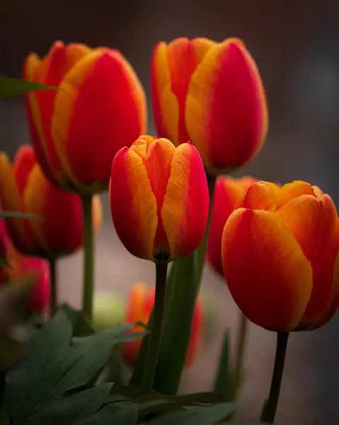 Hermosas Flores Tulipán Vibrantes Que Florecen Jardín — Foto de Stock
