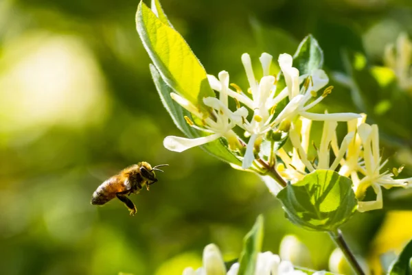 Egy Közeli Kép Egy Méhről Ami Egy Virágzó Virág Mellett — Stock Fotó