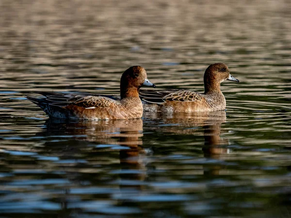 Beautiful View Eurasian Wigeons Mareca Penelope Swimming Pond Yamato Japan — Stock Photo, Image