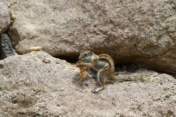 Mignon Petit Écureuil Maghrébin Rongeant Les Restes Nourriture Sur Côte — Photo