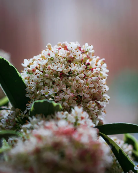 Closeup Scented Spring Flowers Compact Evergreen Skimmia Japonica Bush — Stock Photo, Image