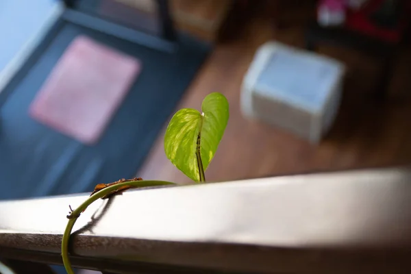 레이싱 디오르 그린등 반식물 — 스톡 사진