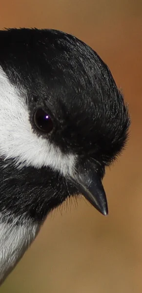 Gros Plan Une Mésange Capuchon Noir Perchée Sur Une Branche — Photo