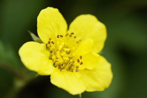 Tiro Close Morango Dourado Jardim Com Uma Flor Amarela — Fotografia de Stock