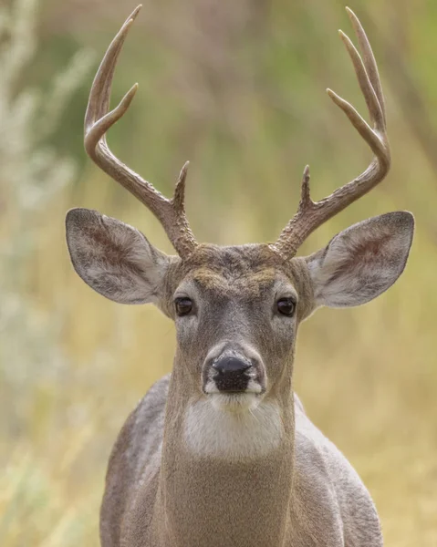 Selektiv Fokusbild Vitsvansad Hjort Odocoileus Virginianus — Stockfoto