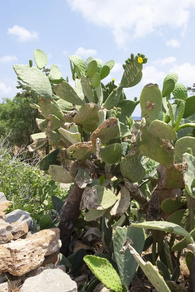 A vertical shot of growing prickly pear cacti