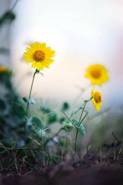 Vertical Closeup Shot Beautiful Yellow Common Sunflower — 图库照片