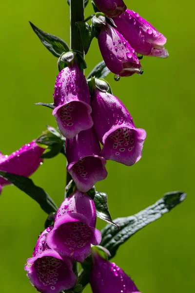 Ett Makro Skott Vattendroppar Lila Foxgloves Blommor Efter Ett Duggregn — Stockfoto