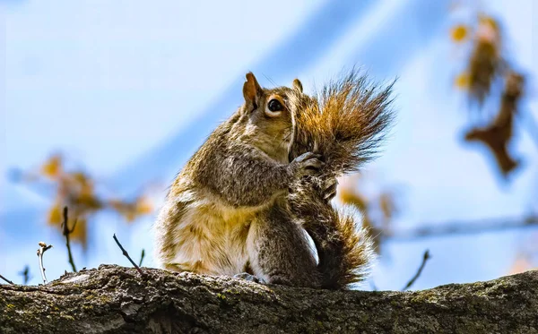 Nahaufnahme Eines Niedlichen Eichhörnchens Das Auf Einem Baum Sitzt — Stockfoto