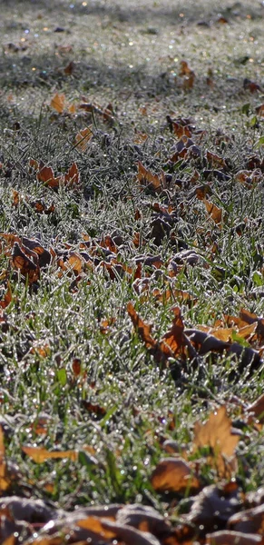 Grassy Field Fallen Autumn Leaves Covered Frost — Foto Stock