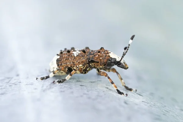 Beyaz Bir Yüzeyde Uzun Antenli Kahverengi Bir Böceğin Makro Görüntüsü — Stok fotoğraf