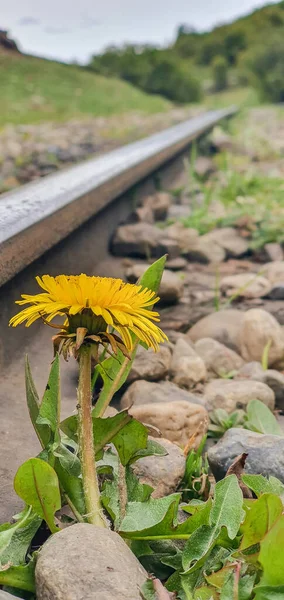 Demiryolundaki Sarı Çiçeğin Yakın Çekimi — Stok fotoğraf
