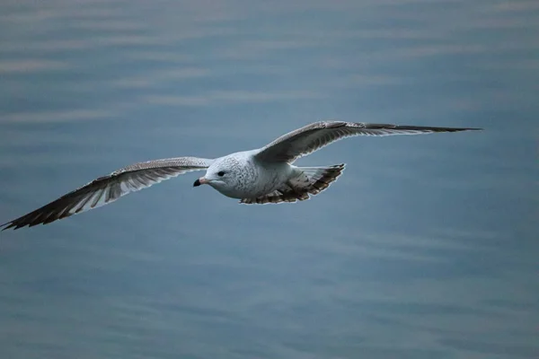 Scenic View Seagull Flying Blurred Ocean Background — Fotografia de Stock