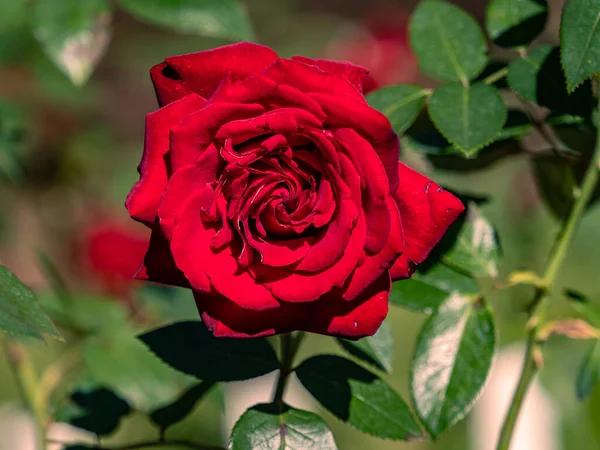 Zbliżenie Ujęcia Czerwonej Róży Kwitnącej Ogrodzie Jokohamie Japonia — Zdjęcie stockowe