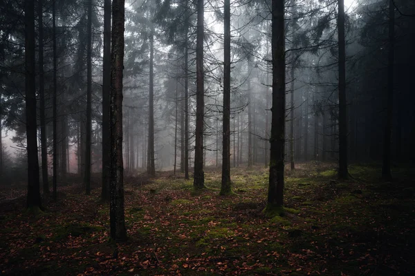 Ввечері Деревах Відкривається Краєвид Баварський Ліс Німеччина — стокове фото