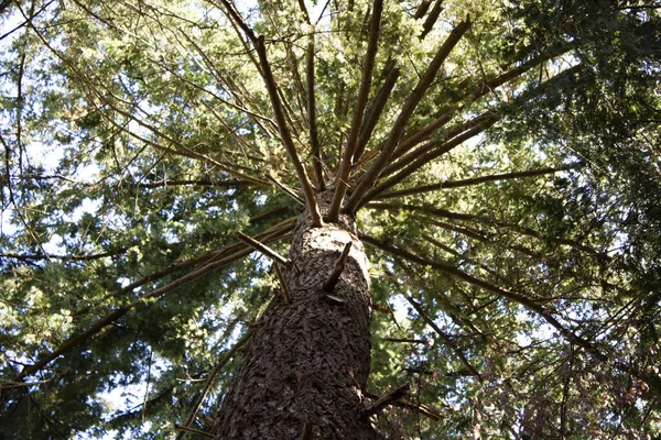 Tiro Ângulo Baixo Uma Árvore Alta Floresta — Fotografia de Stock
