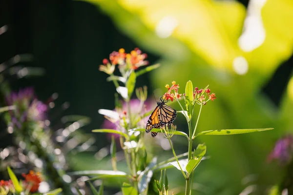 Beau Papillon Monarque Sur Une Fleur Prairie Fleurs — Photo