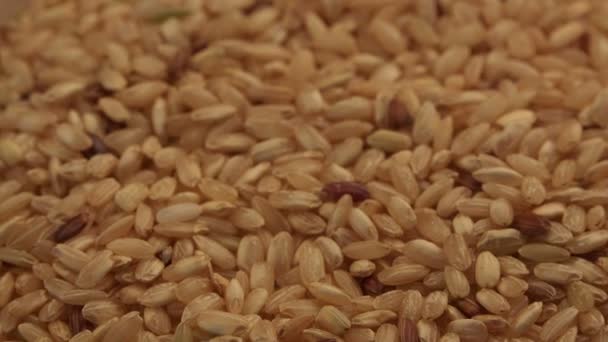 Cereali Grano Vicino — Video Stock