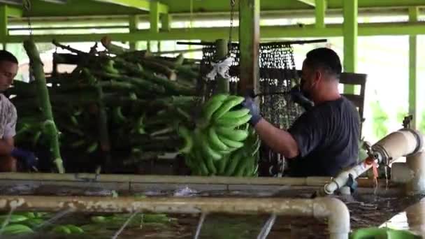 Séquences Ferme Bananes Asie — Video