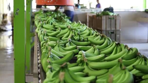 Beelden Van Bananenkwekerij Azië — Stockvideo