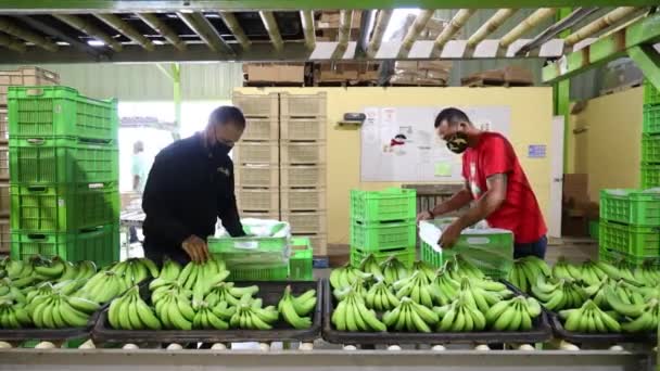 Filmagens Fazenda Bananas Ásia — Vídeo de Stock