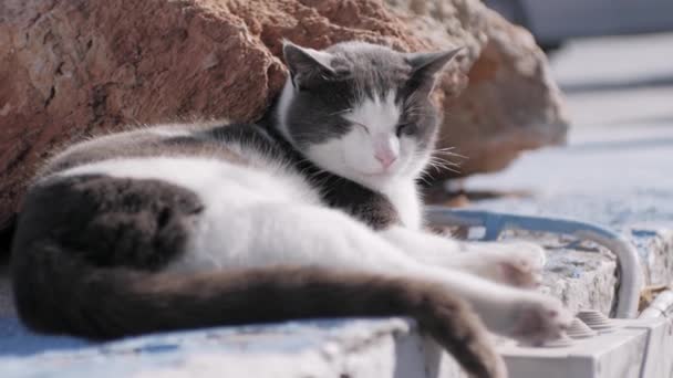 Kot Leżący Ulicy — Wideo stockowe