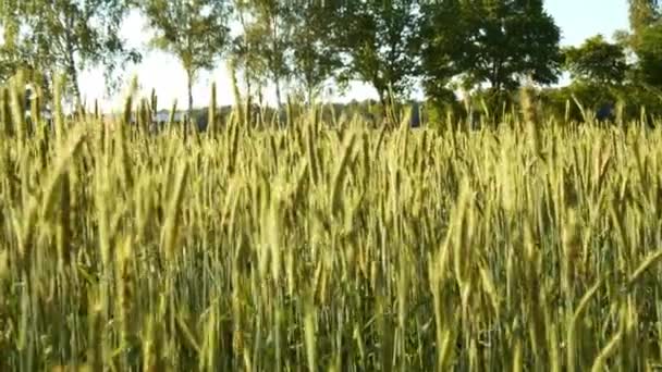 Hermoso Plano Botánico Fondo Pantalla Natural — Vídeos de Stock