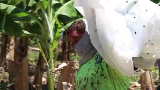 Filmagens Fazenda Bananas Ásia — Vídeo de Stock