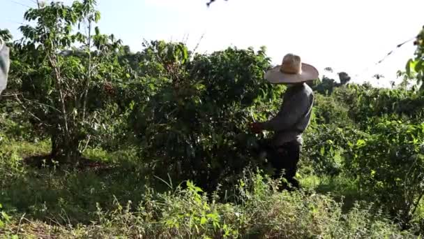 在咖啡种植园工作的人的镜头 — 图库视频影像
