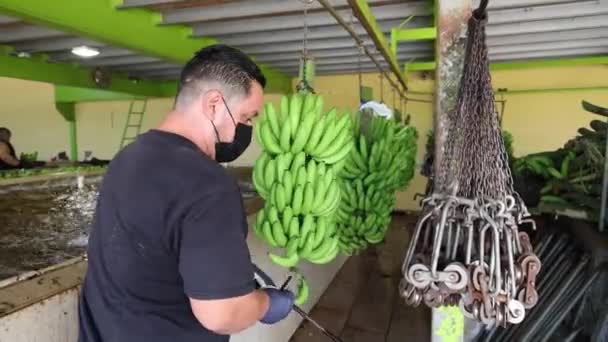 Materiał Filmowy Hodowli Bananów Azji — Wideo stockowe