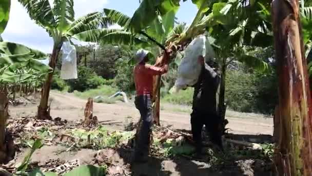 Séquences Ferme Bananes Asie — Video