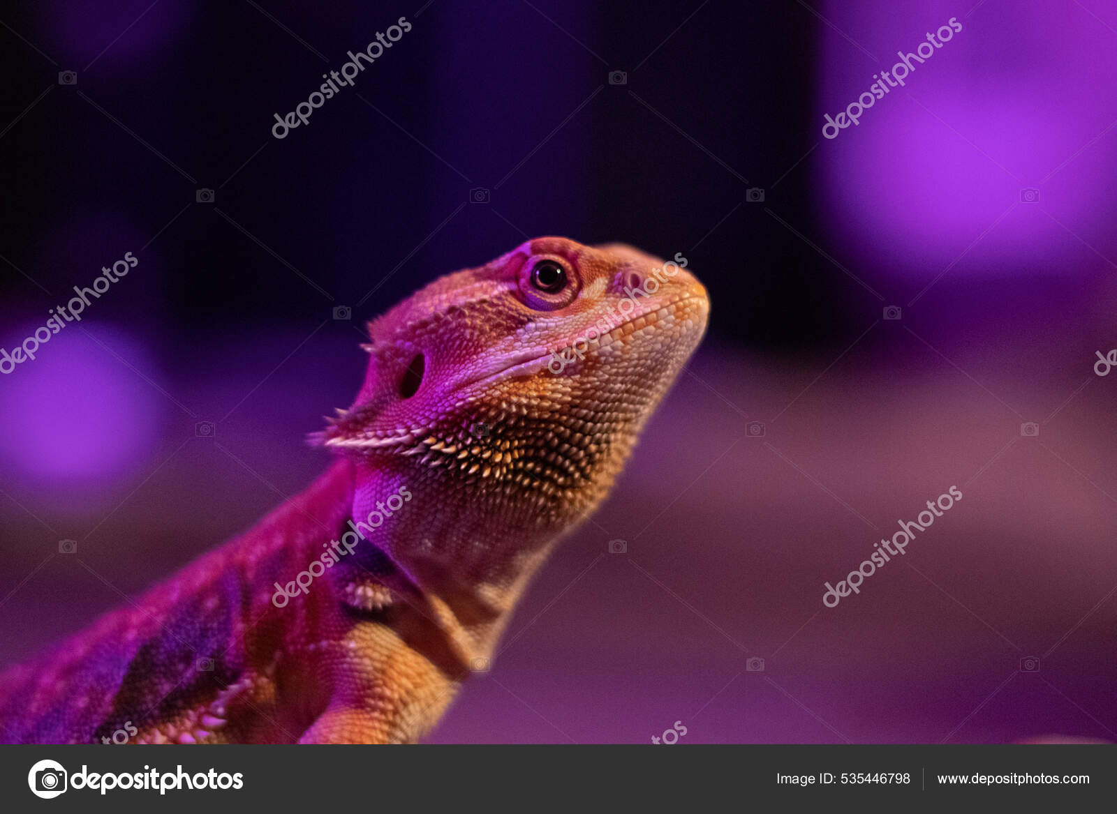 Purple Bearded Dragons
