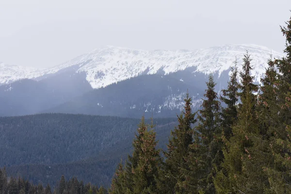 Fascynujący Zimowy Krajobraz Gór Śniegiem Sosnami — Zdjęcie stockowe