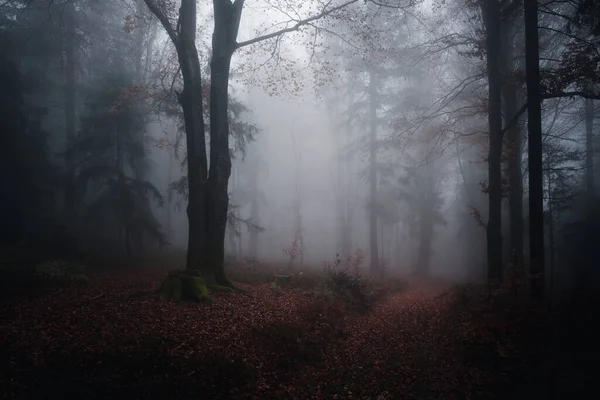 Árvores Musgosas Outono Caem Floresta Bávara Alemanha — Fotografia de Stock