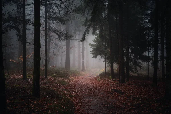 Bavyera Ormanı Nda Sisli Bir Akşam Almanya — Stok fotoğraf