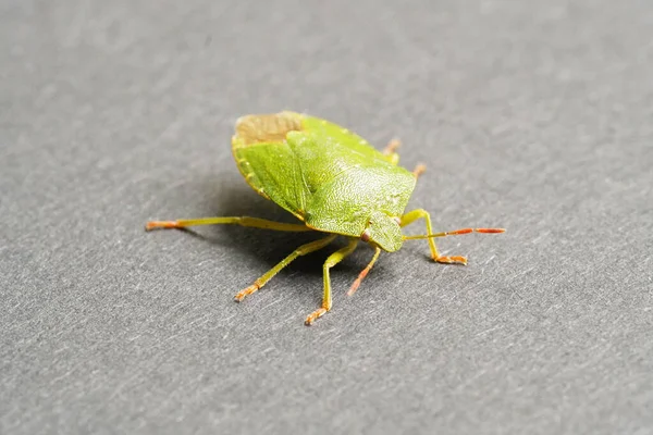 Μια Μακρο Φωτογραφία Ενός Πράσινου Εντόμου Μια Γκρίζα Επιφάνεια — Φωτογραφία Αρχείου