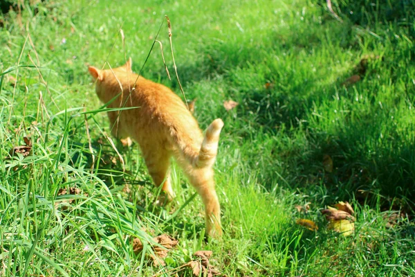 Derűs Kilátás Egy Gyönyörű Vörös Macska Sétál Zöld Mezőn — Stock Fotó