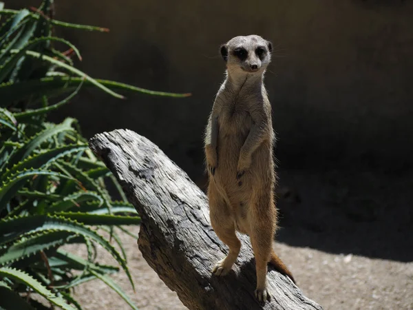 Μια Κοντινή Φωτογραφία Ενός Meerkat Στο Ζωολογικό Κήπο — Φωτογραφία Αρχείου