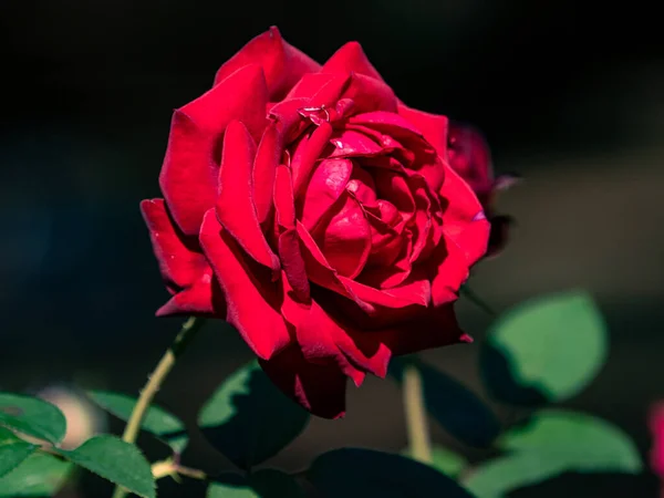 Primer Plano Una Rosa Roja Floreciendo Jardín Yokohama Japón — Foto de Stock