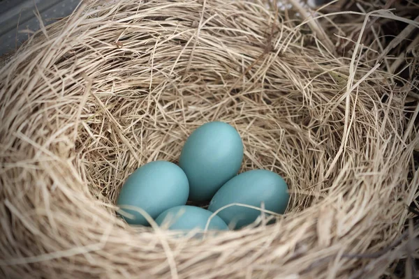 Vier Blauwe Eieren Stro — Stockfoto