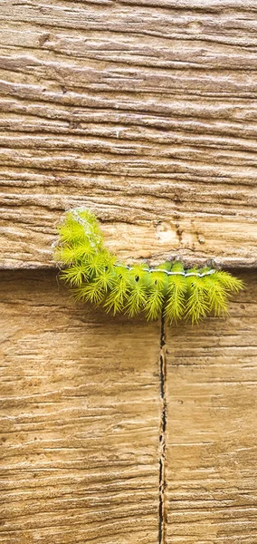 Een Verticaal Schot Van Hylesia Nigricans Het Houten Oppervlak — Stockfoto