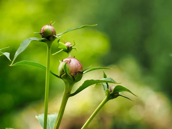 Closeup Shot Peony Buds Getting Close Blooming — Stockfoto