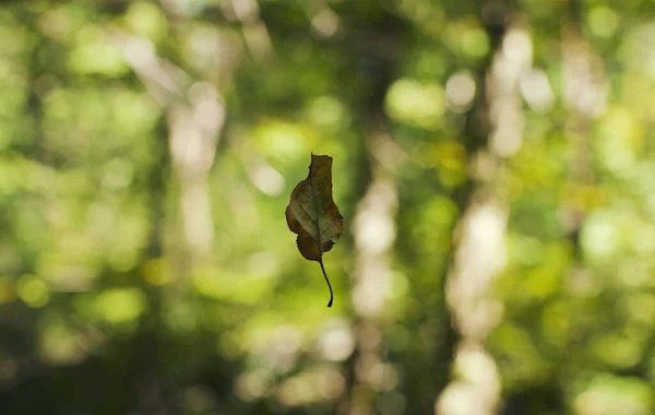 Havada Asılı Tek Bir Kuru Yaprak — Stok fotoğraf