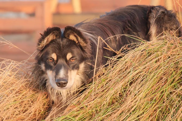Close Cão Vadio Descansando Feno Islândia — Fotografia de Stock