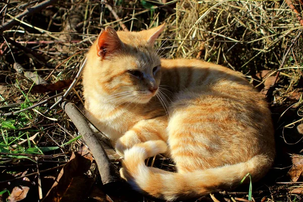 Ett Porträtt Vacker Äldre Ingefära Katt Vilar Sulight — Stockfoto