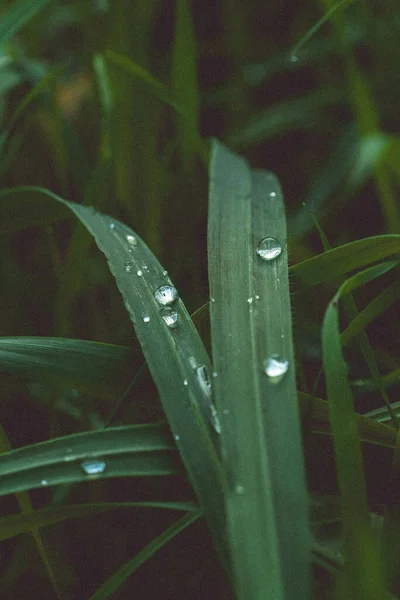 自然の中で緑の芝生の上で雨滴の垂直ショット — ストック写真
