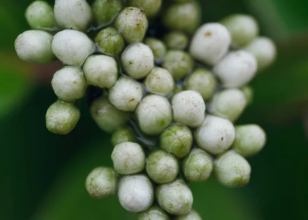 Macro Tiro Milkweed Verde Outono Fundo Turvo — Fotografia de Stock