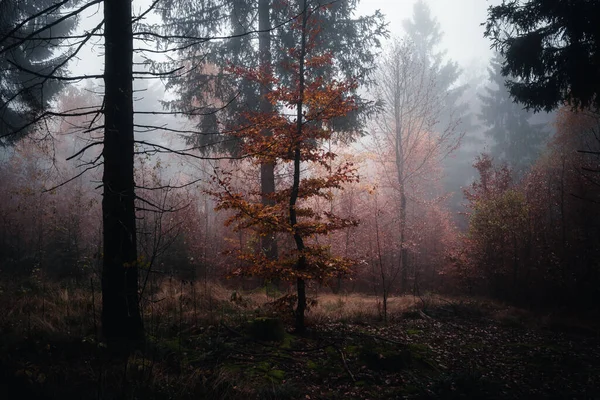 秋には木々や低木の風景です ドイツのバイエルン州 — ストック写真