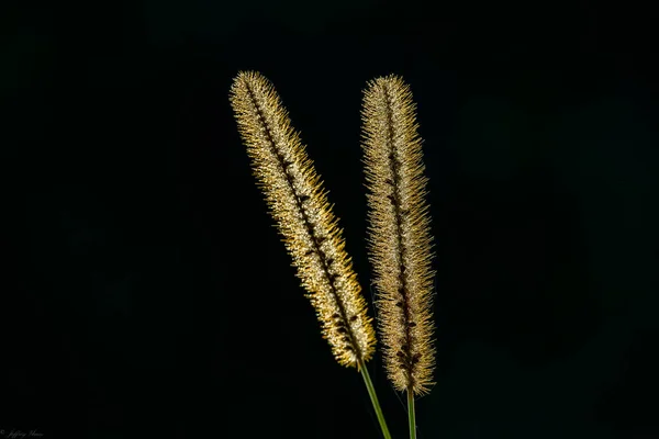 Closeup Timothy Dark Background Abundant Perennial Grass — стоковое фото