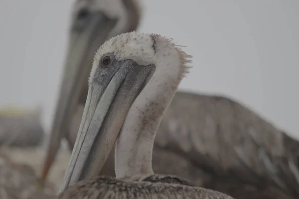 Uno Scatto Selettivo Pellicano Grigio Sulla Spiaggia Sabbiosa — Foto Stock